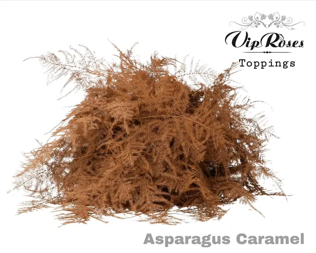 Asparágus Ov 1e Veren Caramel 45 cm