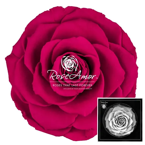 Stabilizovaná ruža Bonita ⌀ 9 cm, ružová PIN05