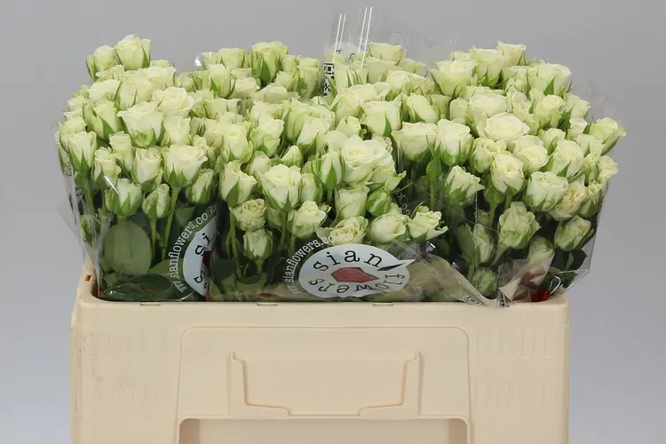 Rosa Tr Snow Flake Imp A2 50 cm