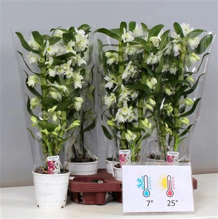 Orchidea Dendrobium Nobilee biela, 2 výhony črepník 12 cm