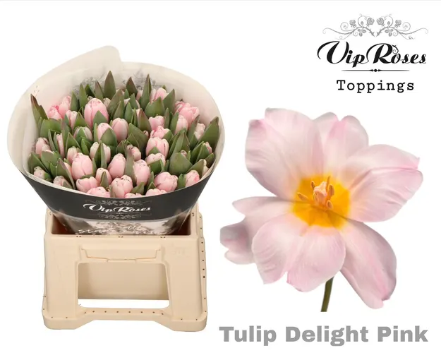 Tu En A Pink Delight 40 cm