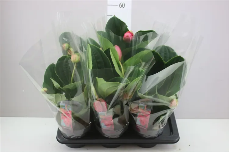 Medinilla Flamenco 2+ Pinatubo črepník 17 cm