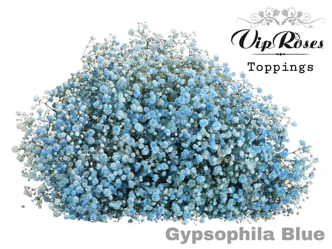 Gyps Pa Blue 80 cm