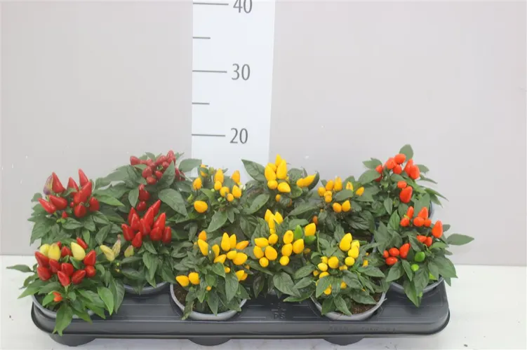 Okrasná paprika Salsa mix črepník 10,5 cm