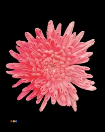 Chr G Ana Snow Pink Neon 70 cm