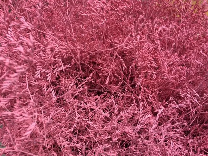 Lim Beltaard Pink 80 cm