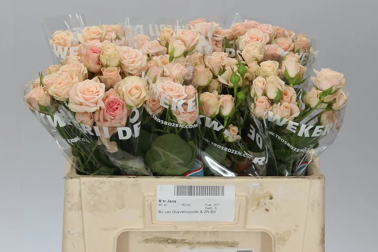 Rosa Tr Jana 50 cm