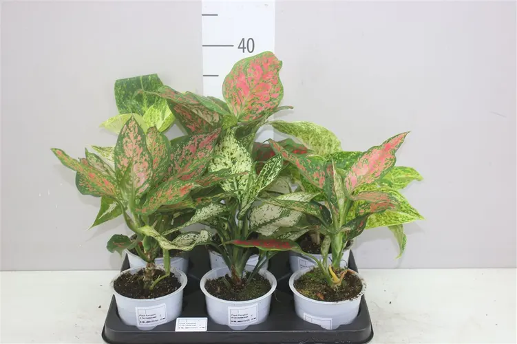 Aglaonema Budget Mix črepník 12 cm
