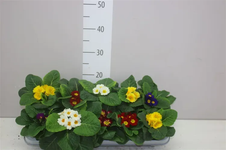 Primula Acaulis mix črepník 10,5 cm