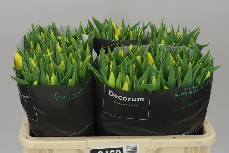 Tulipa En Strong Gold 40 cm