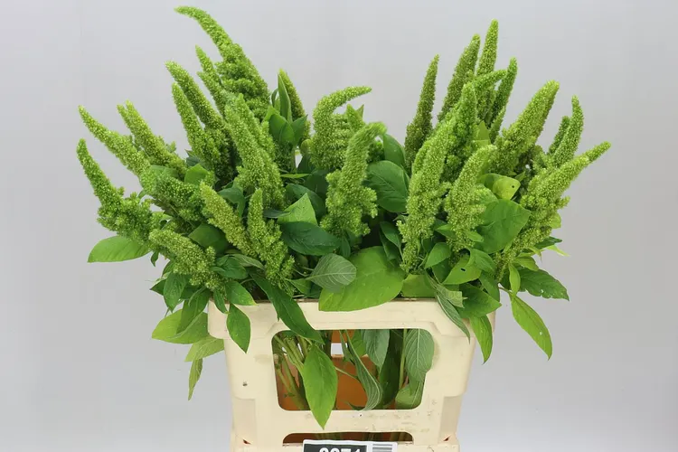 Amaranthus Green Thumb 70 cm