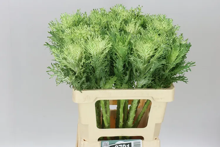 Okrasná kapusta King 60 cm