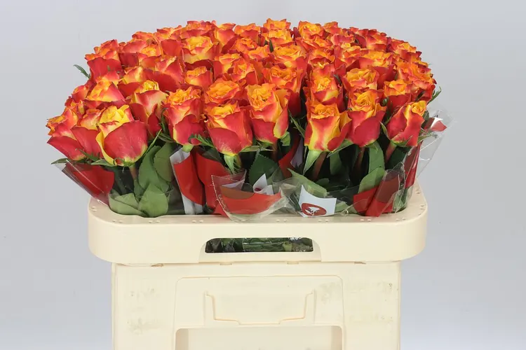 Rosa Gr Downtown ! 60 cm