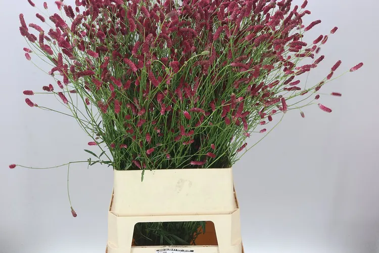 Sanguisorba Off Dark 105 cm
