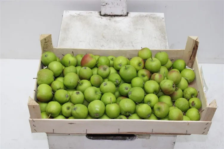 Malus Green Per Bak