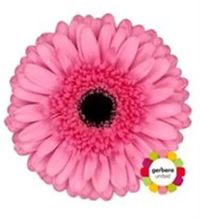Gerb Peppa 45 cm