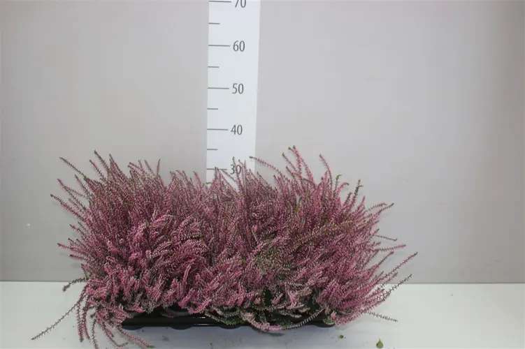 Calluna G.girls Roze črepník 11 cm