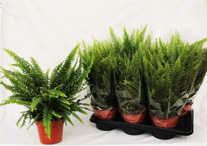 Nephrolepis Ex Green Lady črepník 17 cm