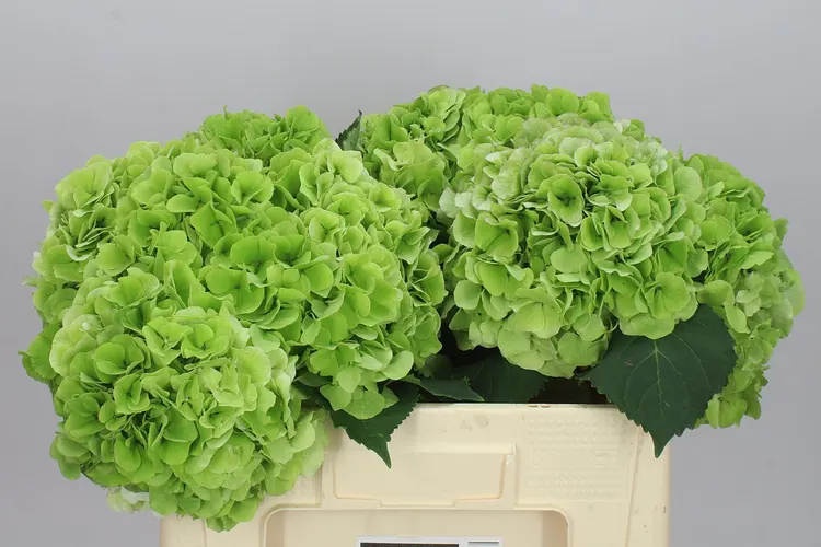Hydrangea Verena Green Classic 50 cm