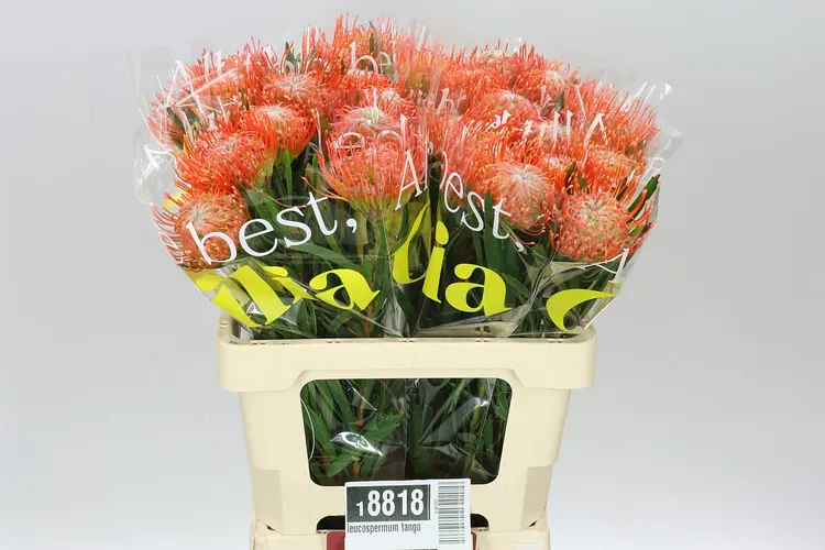 Leucospermum Tango 60 cm