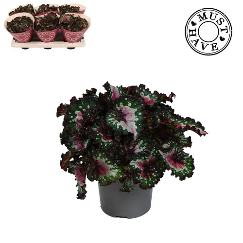 Begónia listová Rex Purple Blush Must Have črepník 13 cm