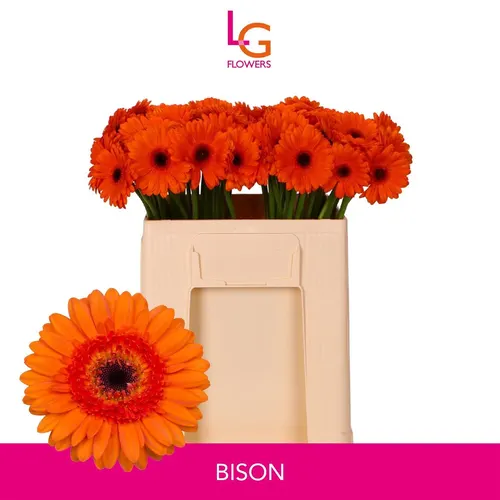 Germini Aqua Bison 50 cm