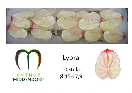 Antúrium Lybra