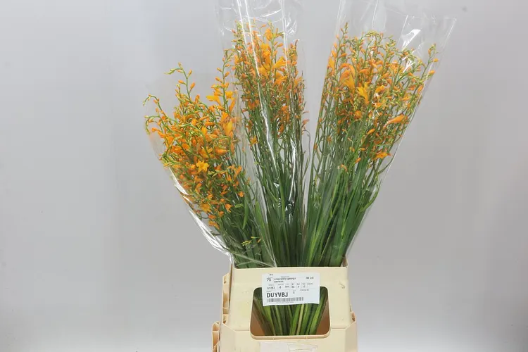 Crocosmia George Davidson 80 cm