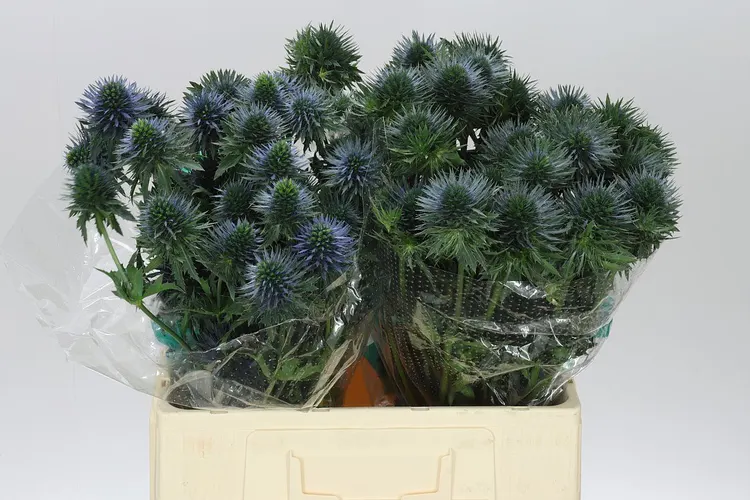 Eryngium Scorpius Questar 60 cm