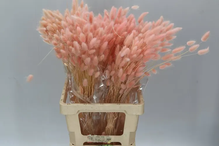Dried Lagurus Peach 65 cm