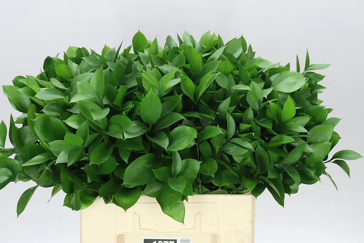 Ruscus Groot 60 cm
