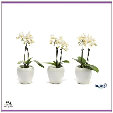 Orchidea Phalaenopsis Mini biela v bielom guľatom črepníku, 2 výhony črepník 6 cm