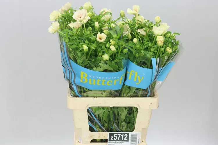 Ranuncul Butterfly Melissa 70 cm