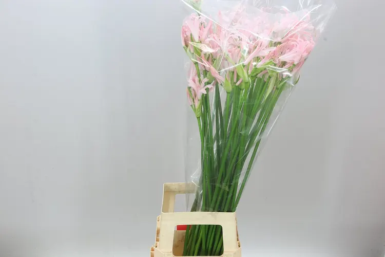 Nerine Bo Sofie Artistic 75 cm