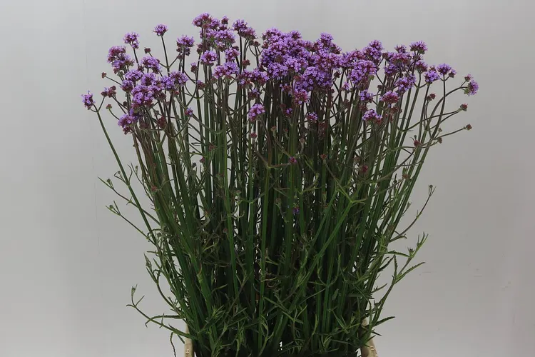 Verbena Has Pink Spires 90 cm