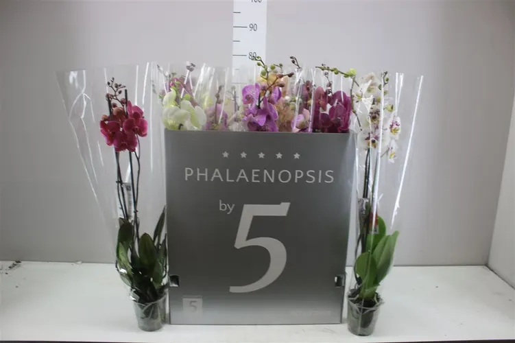 Orchidea Phalaenopsis mix 18+, 2 výhony črepník 12 cm
