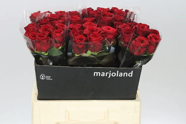 Rosa Gr Red Naomi Marjo Xl 60 cm