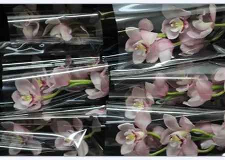 Cymb Gr Ov L Pink Roze X9 60 cm