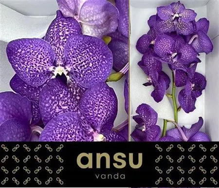 Vanda Violet Blue Magic 20 cm