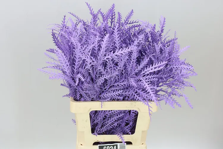 Ivanhoe Light Milka 60 cm