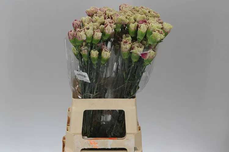 Karafiát Antiqua 70 cm