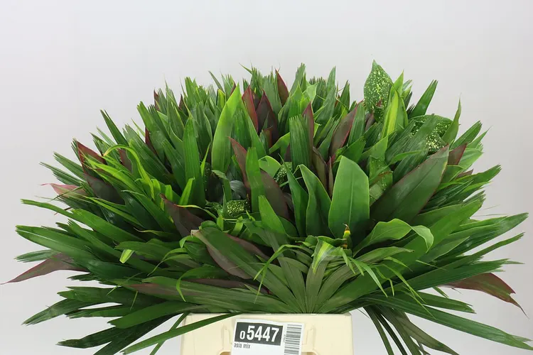 Asia Mix 50 cm