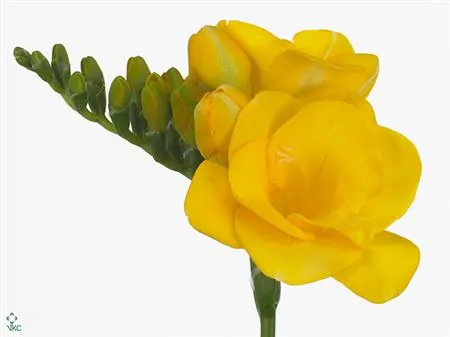 Fr Du Soleil