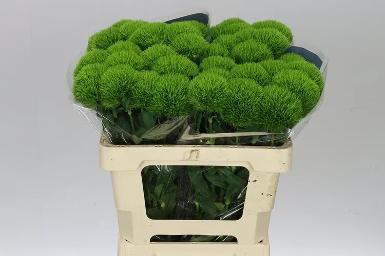 Klinčeky (Dianthus)