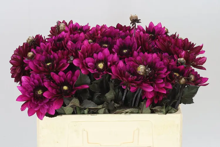 Georgína Purple Flame 50 cm