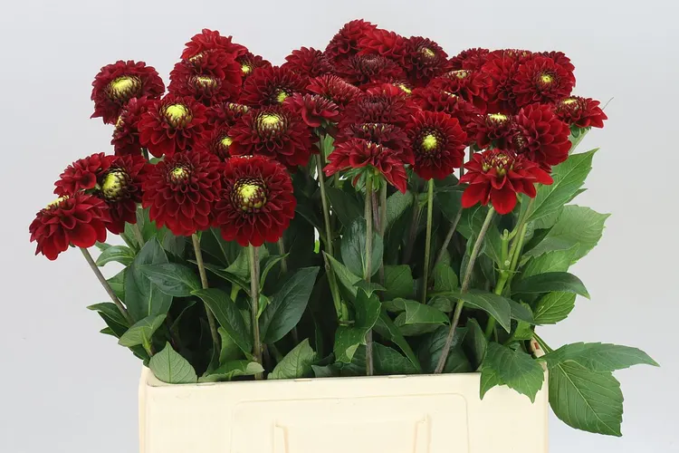 Dahlia Red Fox Ex 60 cm
