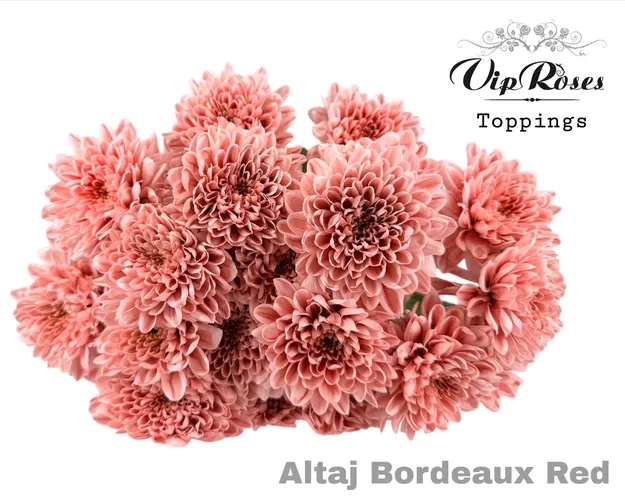 Chr T Altaj Bordeaux Red 70 cm