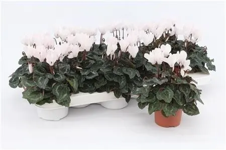 Cyclamen Kl Wit črepník 9 cm