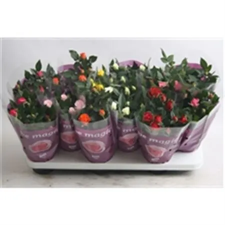 Rosa Beau Monde Mix črepník 10 cm