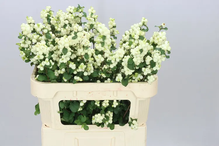 Symph Lemon Lime 70 cm
